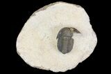 Gerastos Trilobite Fossil - Foum Zguid, Morocco #145738-5